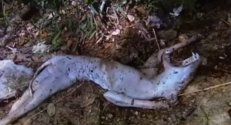 A dead cupacabra