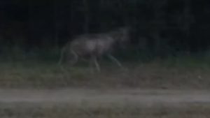 A chupacabra spotted running along a fence