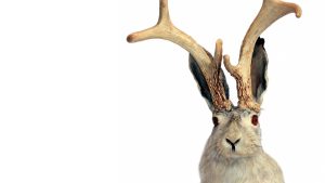 An image of a Jackalope