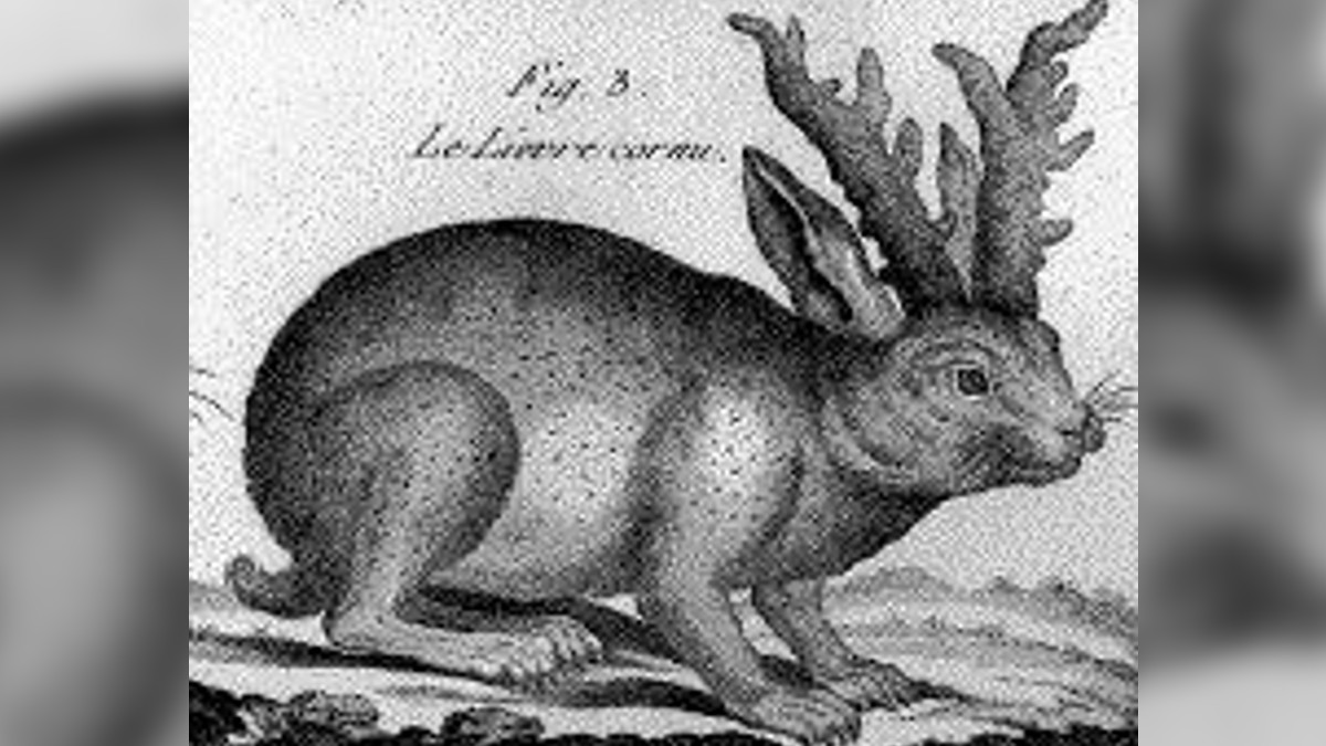 Jackalope
