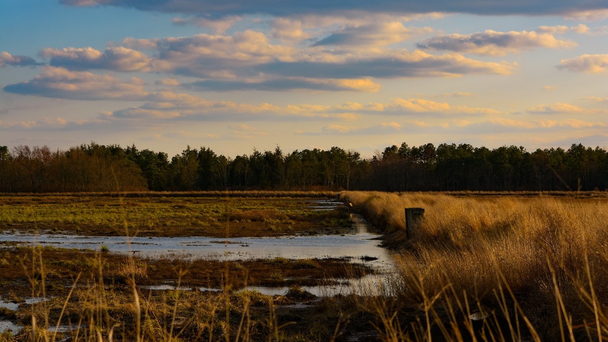 The Pine Barrens
