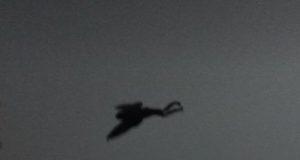 A Mothman sighting