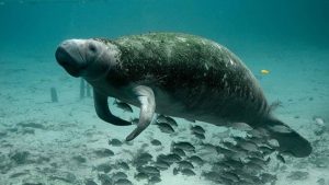 Picture of a manatee