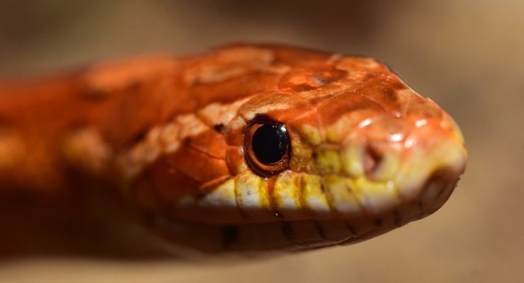 A snake's head