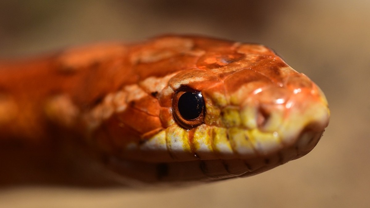 Tsuchinoko