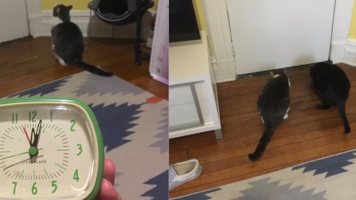 Two cats acting strangely