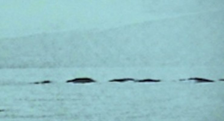 A spooky Ogopogo shape in the water