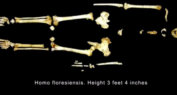 Homo floresiensis remains