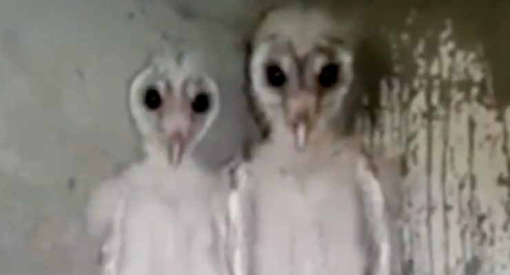 Owls not aliens