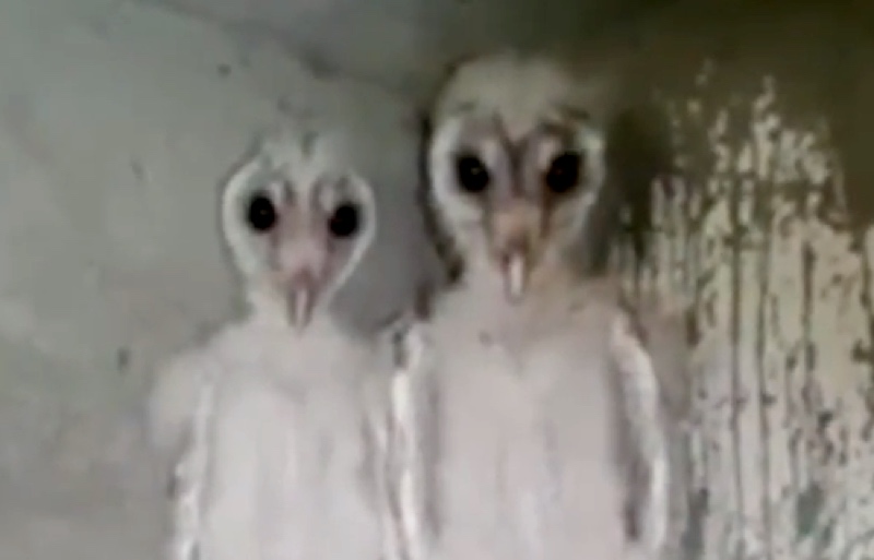 Owls not aliens