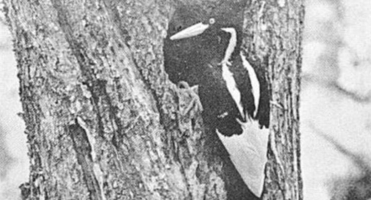 An Ivory billed Woodpecker on a tree