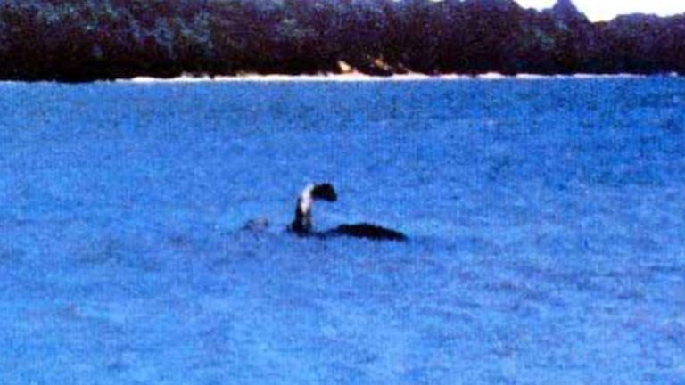 A photo of Champ