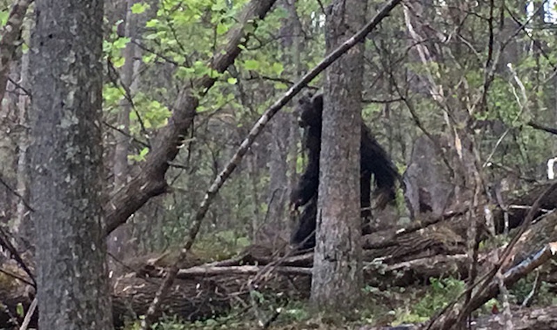 Maryland Goatman