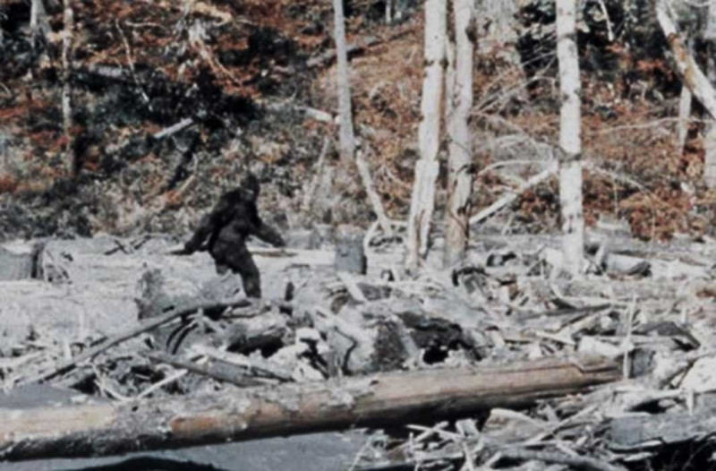 Arguably the most famous bigfoot image ever captured- the Patterson- Gimlin film- shows Bigfoot walking upright, in a hunched-over position.