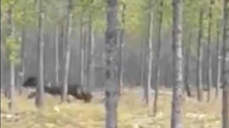 Does this video show a massive dire wolf?