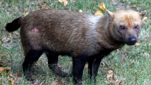 The South Amercan bush dog (Speothos venaticus)
