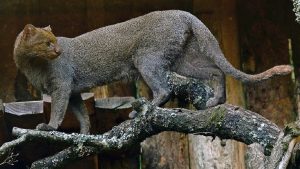 The Jaguarundi