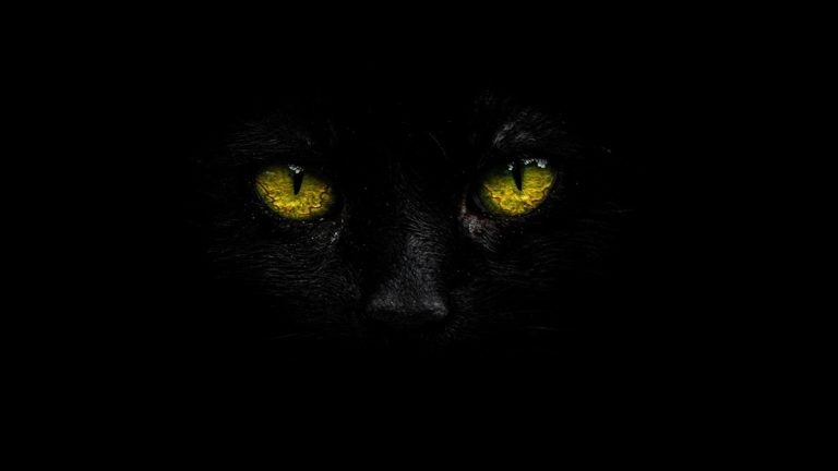The cryptid Mitla