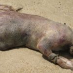 The Montauk Monster