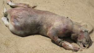 The Montauk Monster