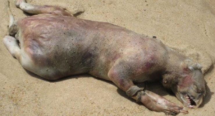 The Montauk Monster