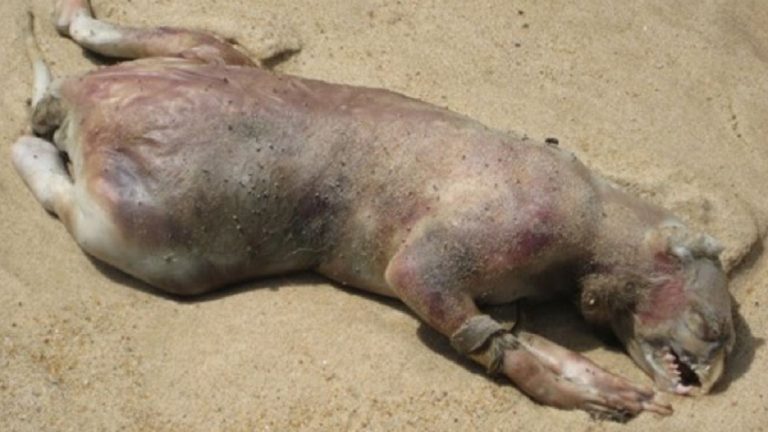 The Montauk Monster