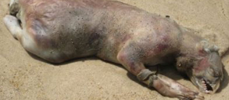 Montauk Monster