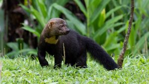 Tayra (Eira barbara)