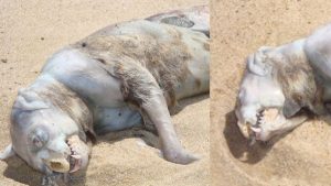 The Montauk Monster