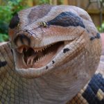 Titanboa / Giant Anaconda