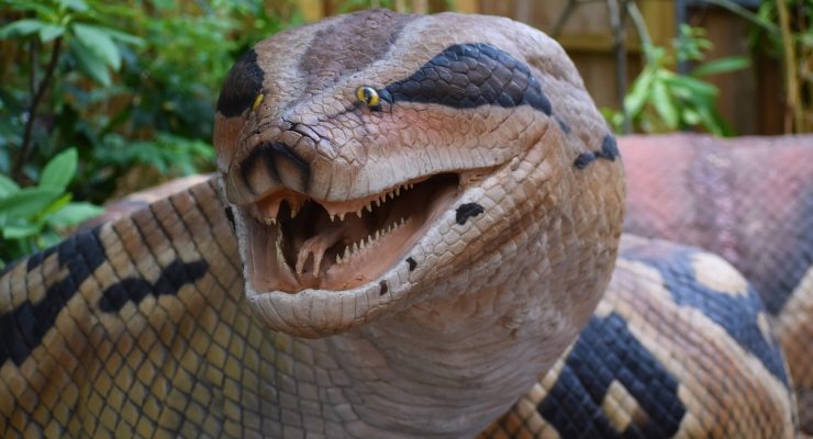 Titanboa / Giant Anaconda