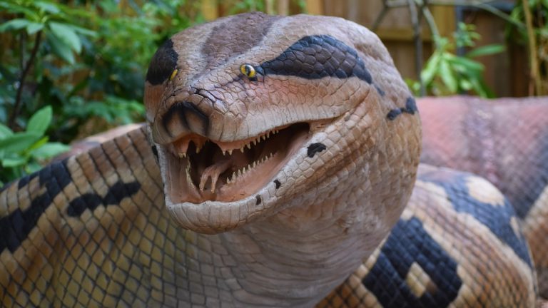 Titanboa / Giant Anaconda
