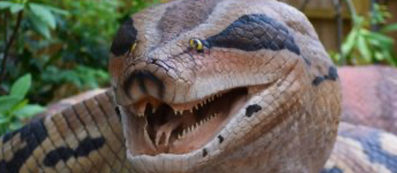 Giant Anaconda