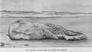 Florida Monster Octopus giganteus