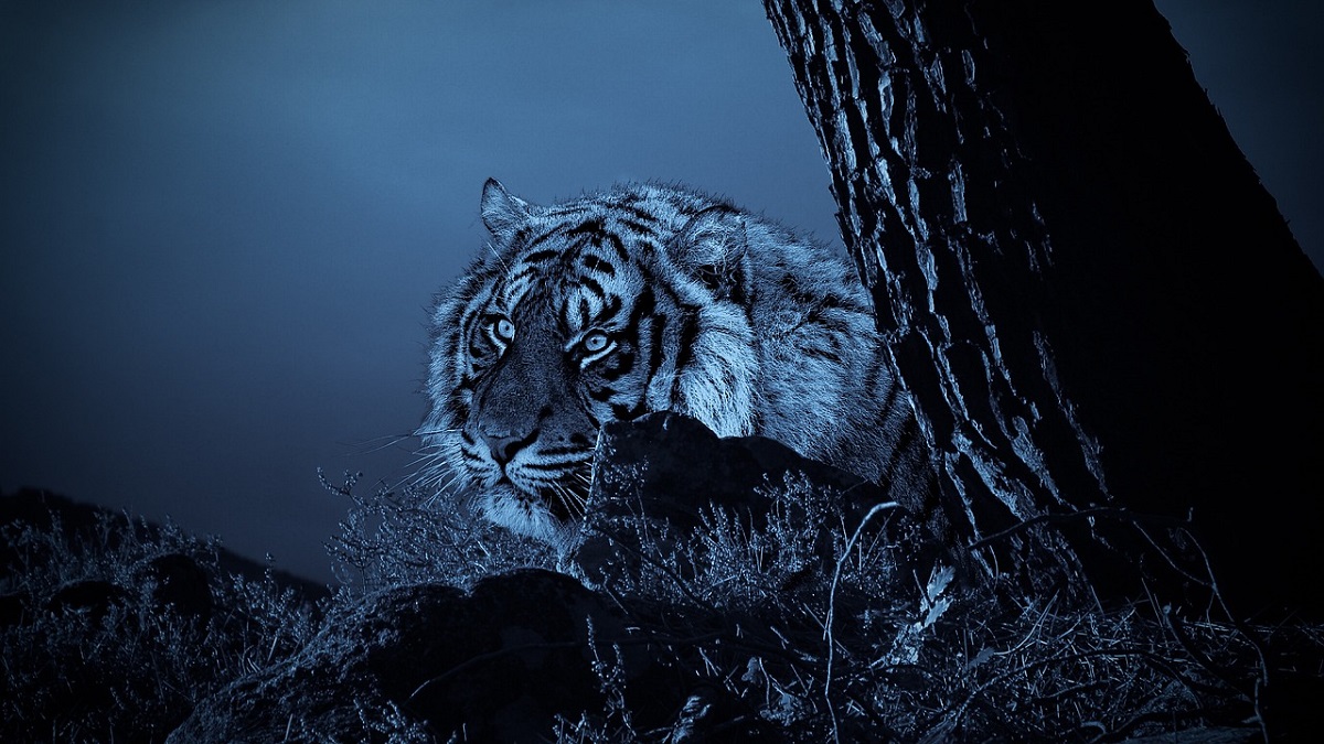 Maltese Tiger
