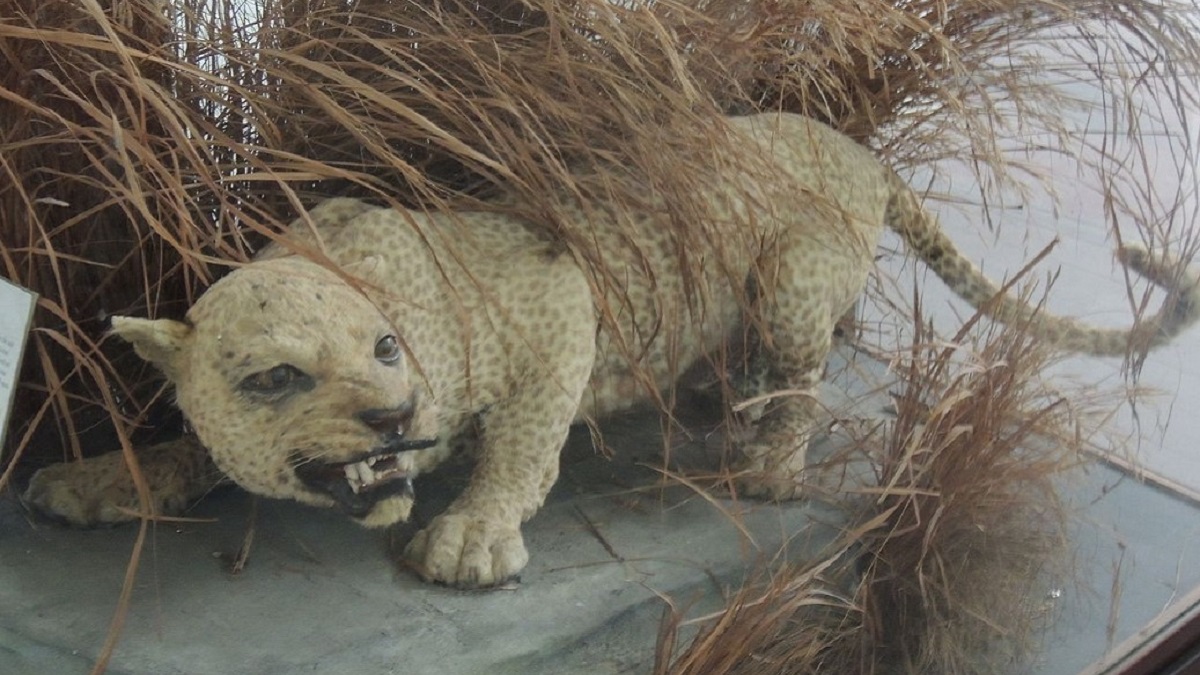 Zanzibar leopard