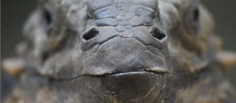 Buru