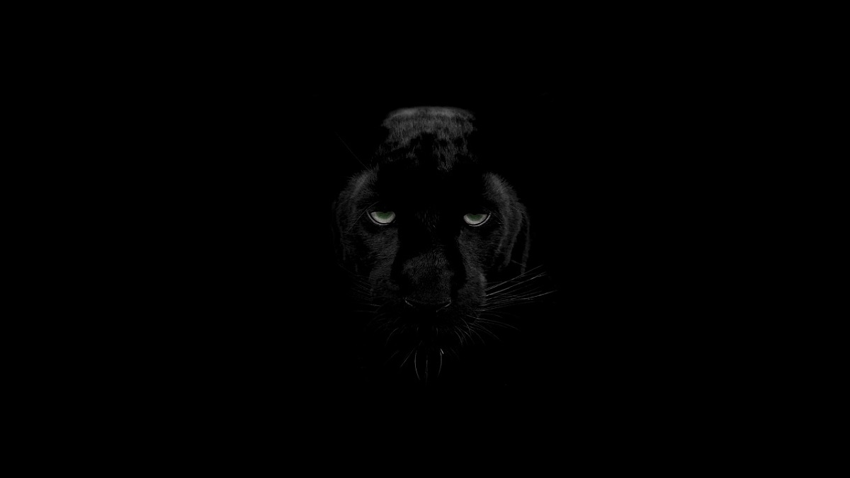 Beast of Bodmin Moor