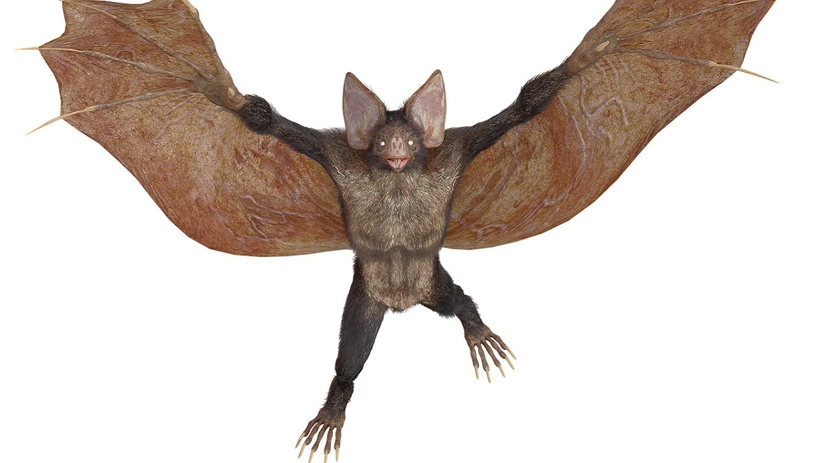 Orang Bati