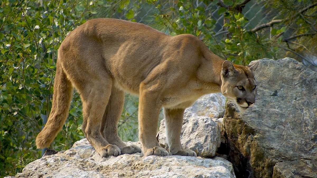 Eastern Cougar