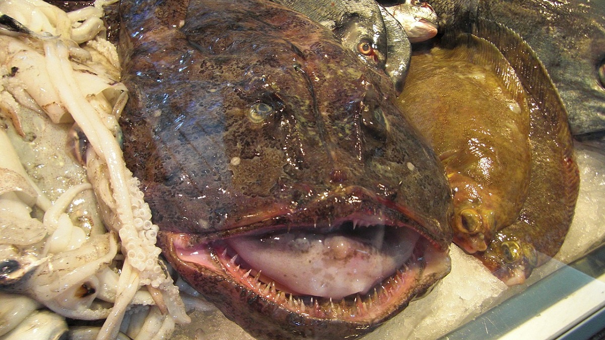 Canvey Island Monster