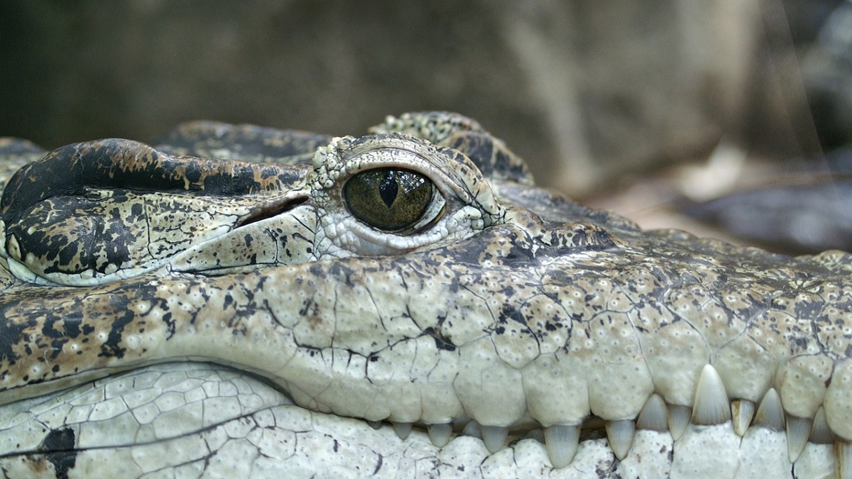 Sewer Alligator