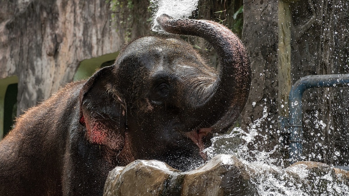 Pygmy Elephant