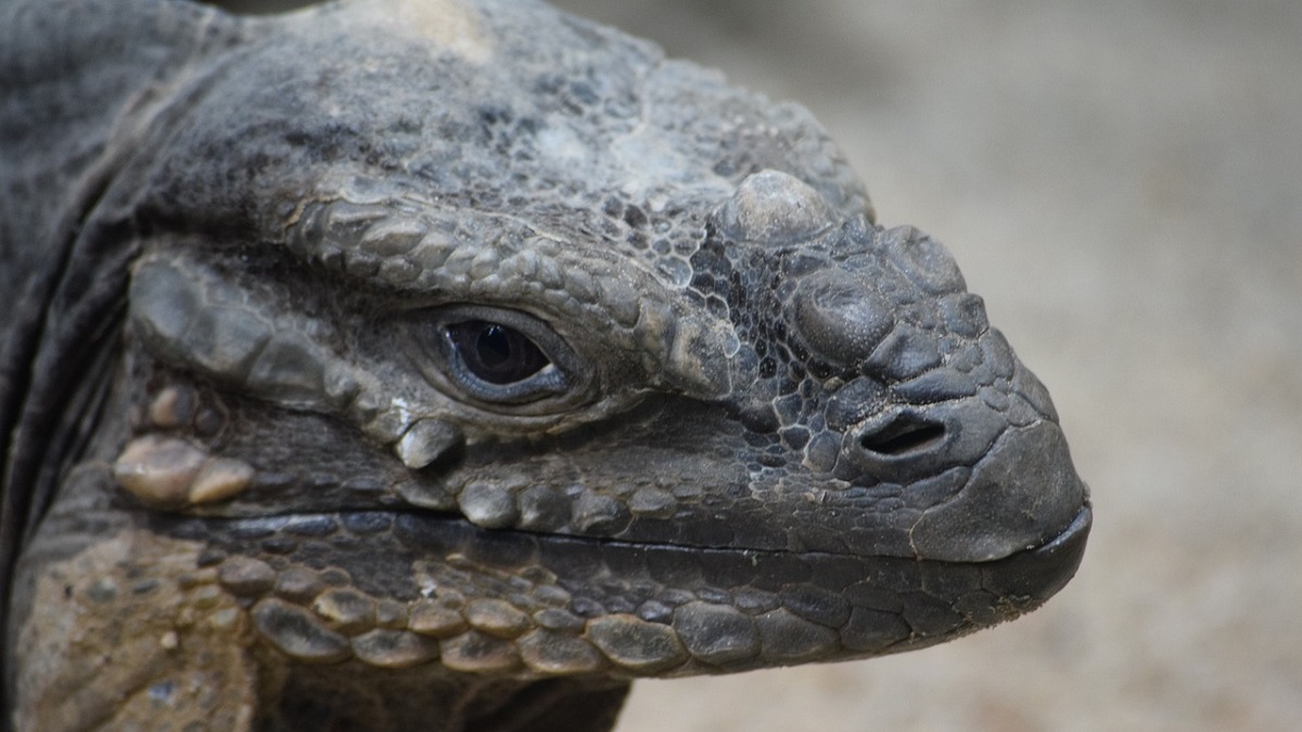 Megalania