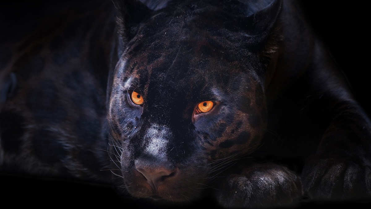 Phantom cat
