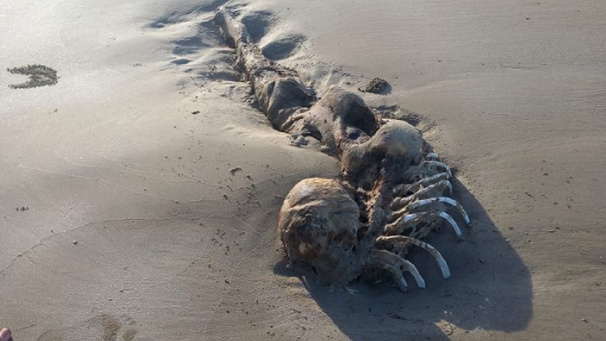mermaid-like-carcass-humanoid-skull