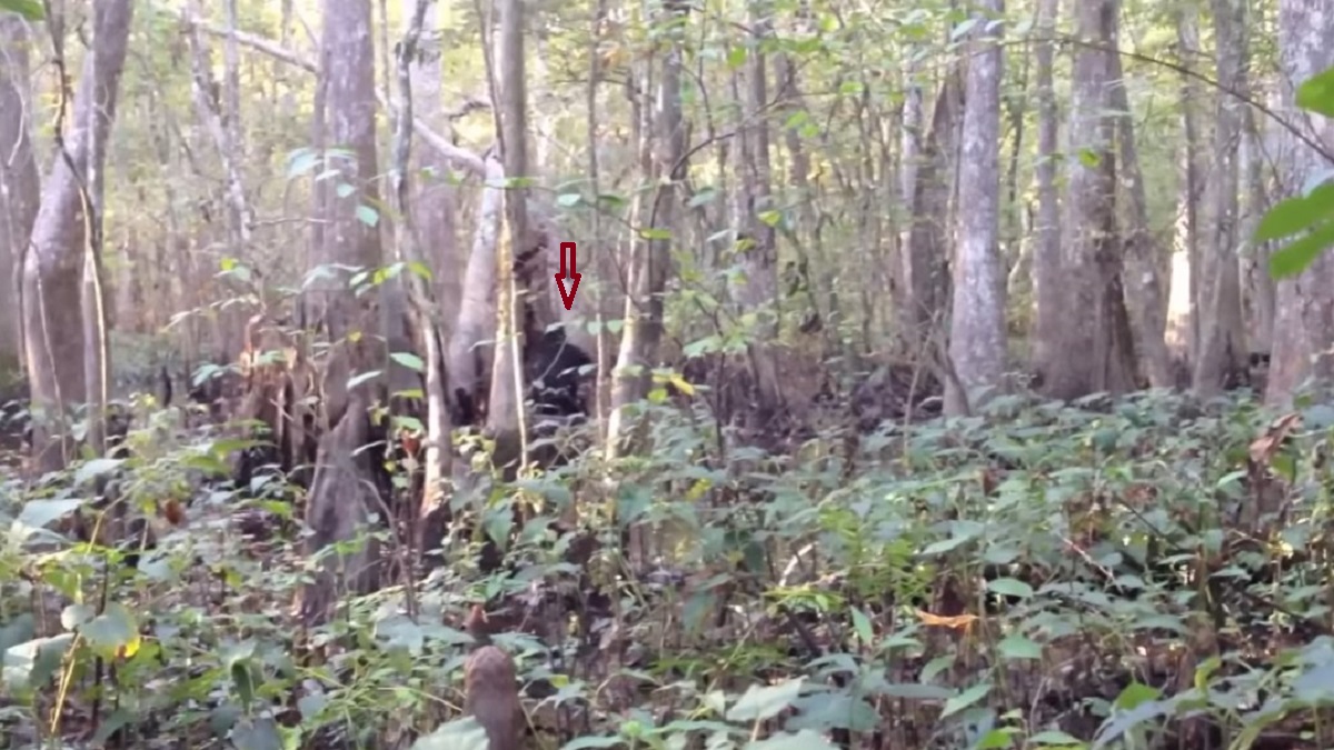 Bigfoot-Mississippi