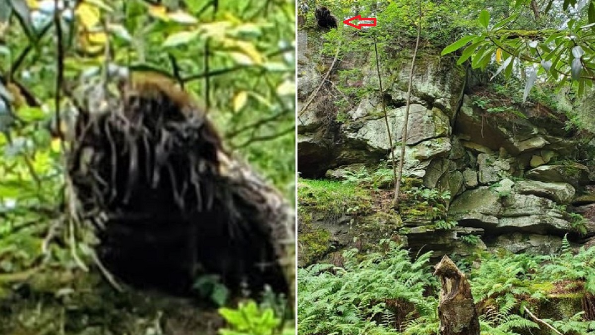 Bigfoot-Virginia