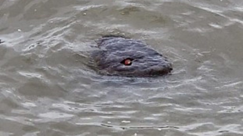 Loch Thames Monster