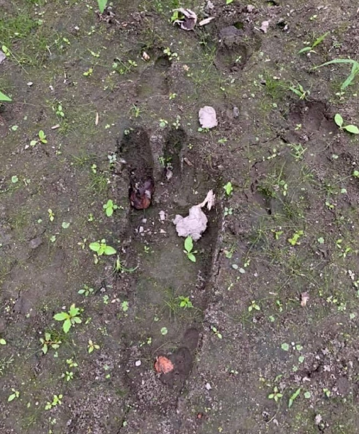 Bigfoot-four-toed